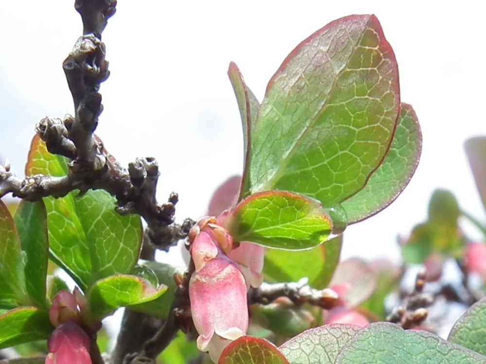 Vaccinium uliginosum L. / Mirtillo falso